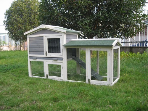 Rabbit guinea pig - /,