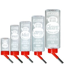 Rabbit Guinea Pig Drinking