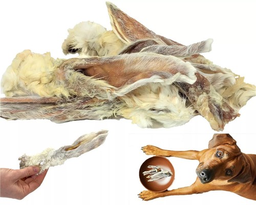 5kg rabbit ears with - rabbit,